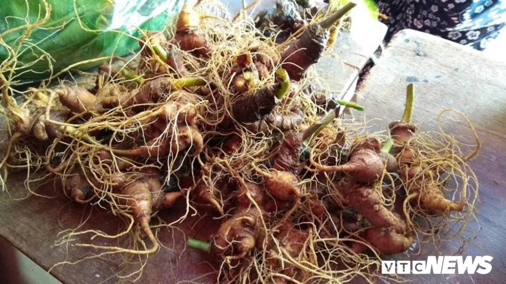 cho-sam-2-1706520-1837533