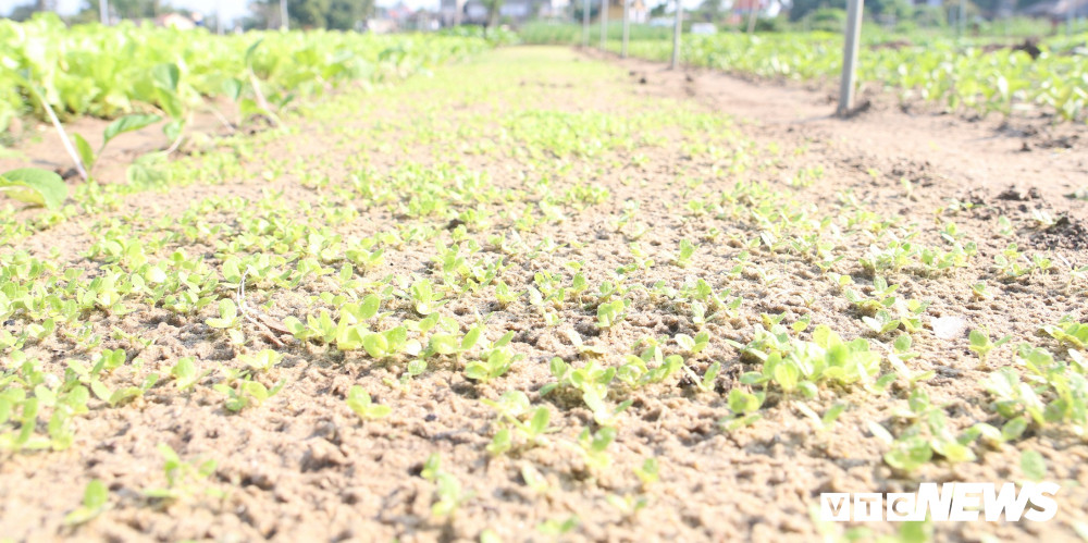 12-rau-Tra-Que (141) 12