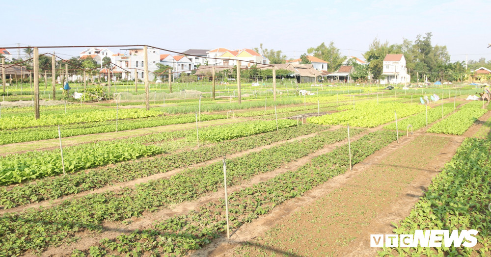 6-rau-Tra-Que (53) 6