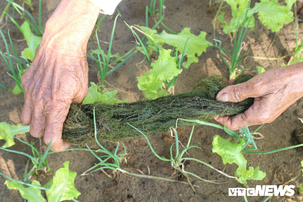 8-rau-Tra-Que (110) 8