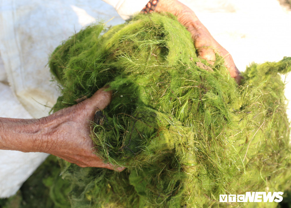 9-rau-Tra-Que (118) 9