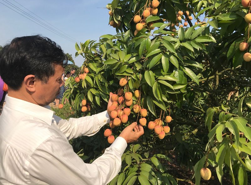 Nửa thế kỷ chăm 12 gốc cây, lão nông đổi đời không ngờ