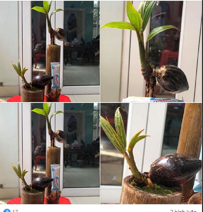 bonsai1
