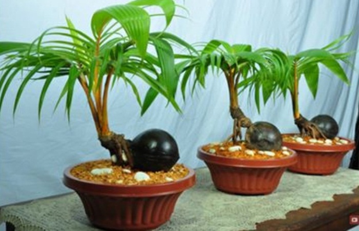 bonsai2