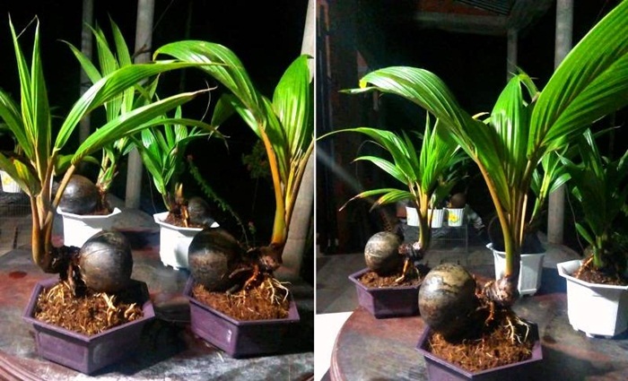 bonsai3 3