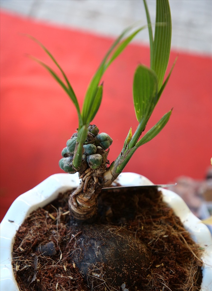 bonsai4 4