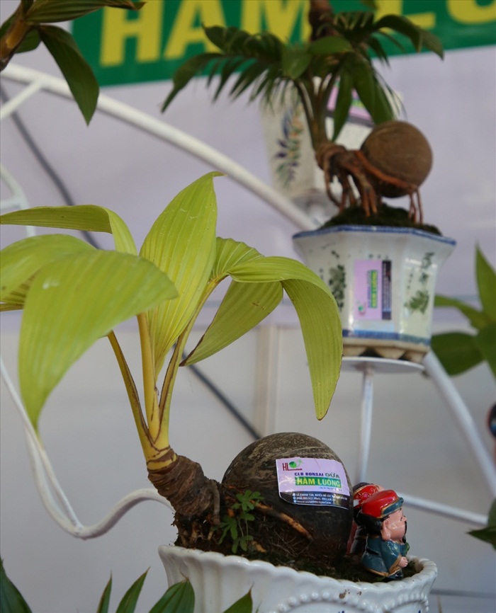 bonsai9 9