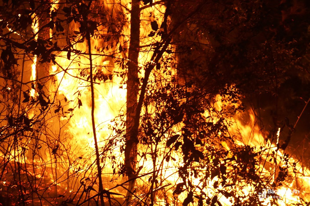 chay-rung-nam-dan-0732340 3