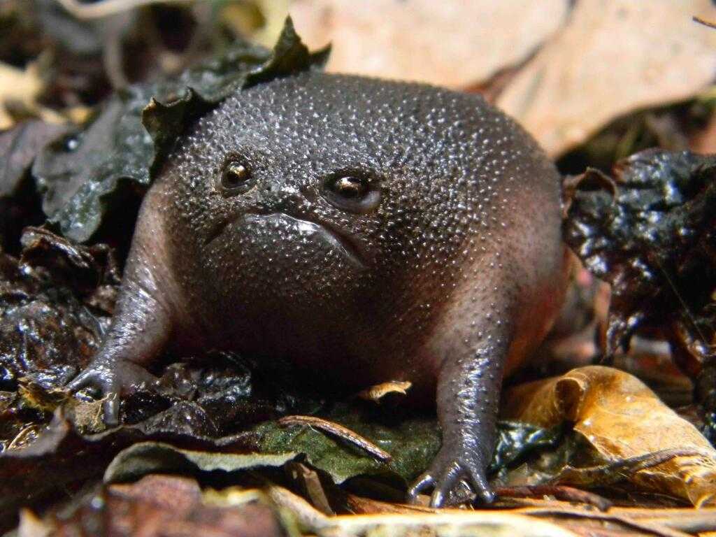 Loài ếch 'quái vật' có vẻ mặt và thân hình cực kỳ đáng sợ