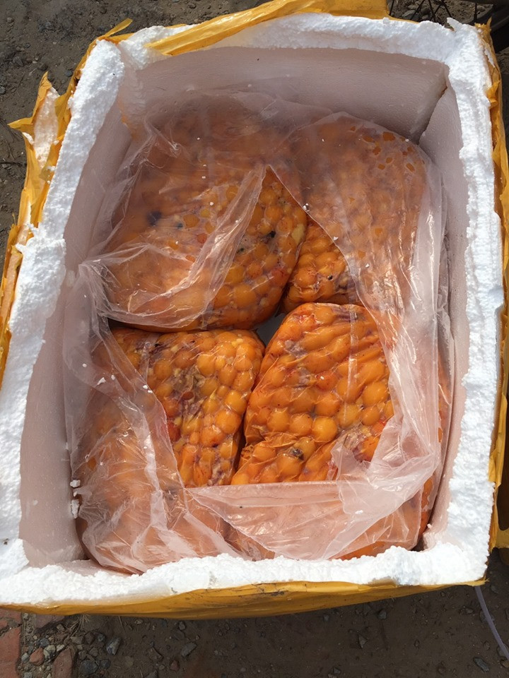 noi-tang-dong-vat-thoi (3)