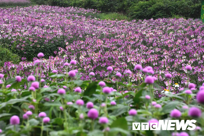 thung lung hoa yen tu