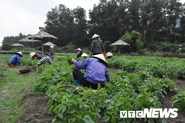 thung lung hoa yen tu20 17