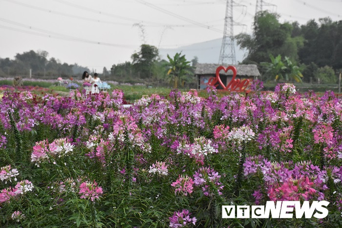 thung lung hoa yen tu25 23