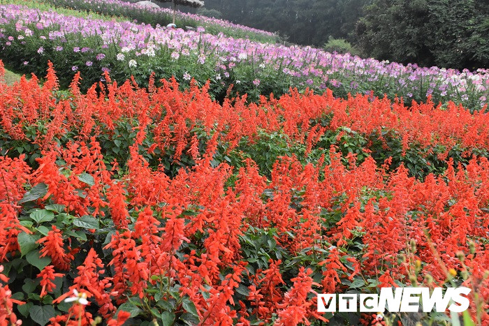 thung lung hoa yen tu27 25