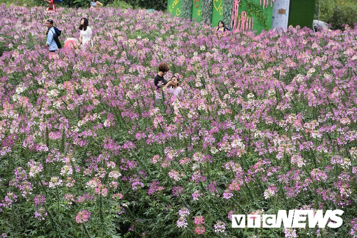 thung lung hoa yen tu9 8