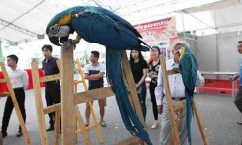 Khám phá cực thú vị về 7 loài vẹt sống ở Việt Nam