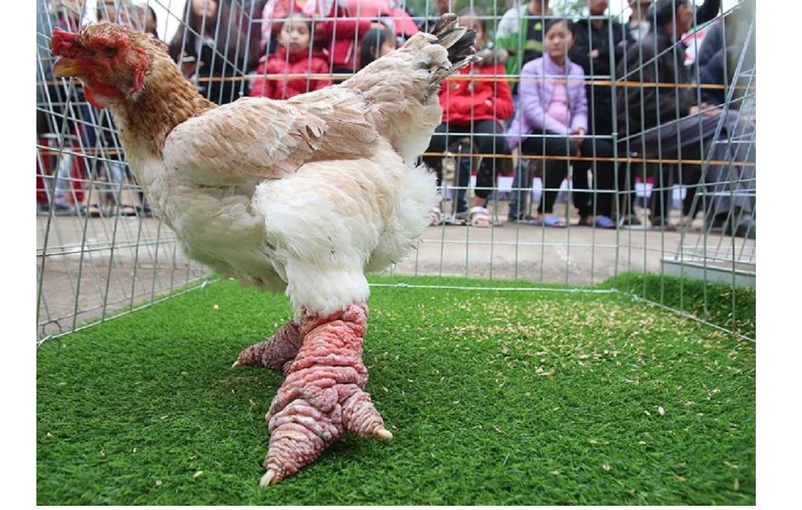 Ảnh: Gần 80 chú gà Đông Tảo chân 'khủng' tranh tài