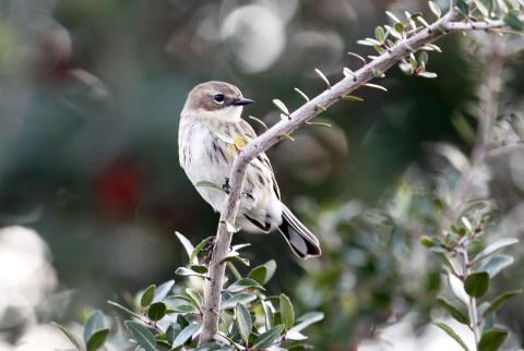 thoi-tiet-am-len-khien-chim-nho-dan-di_5117139 5