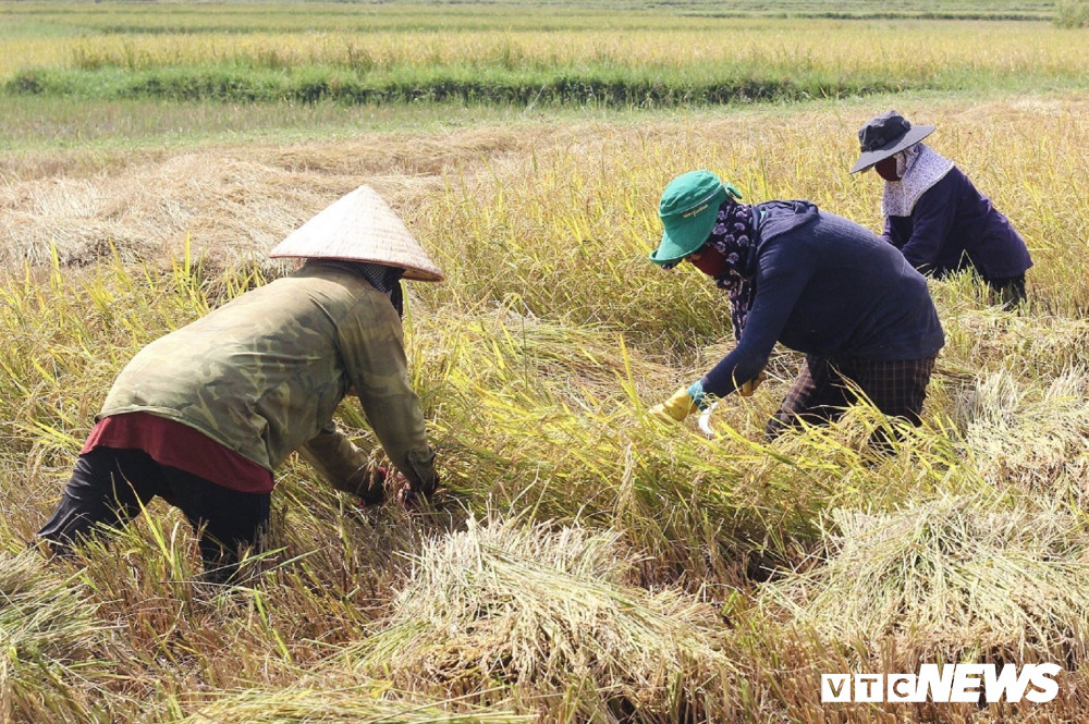 mua-gat2-4-1321073 5