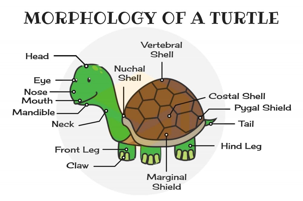 Từ vựng tiếng Anh về các bộ phận của con rùa