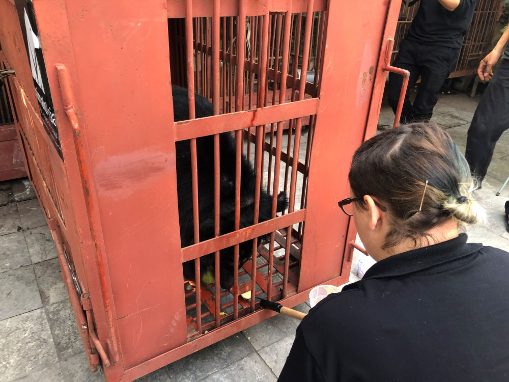 Gấu phản ứng tốt và có vẻ rất thích sữa đặc có đường