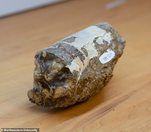 22206092-7789653-image-a-56_1576251109729