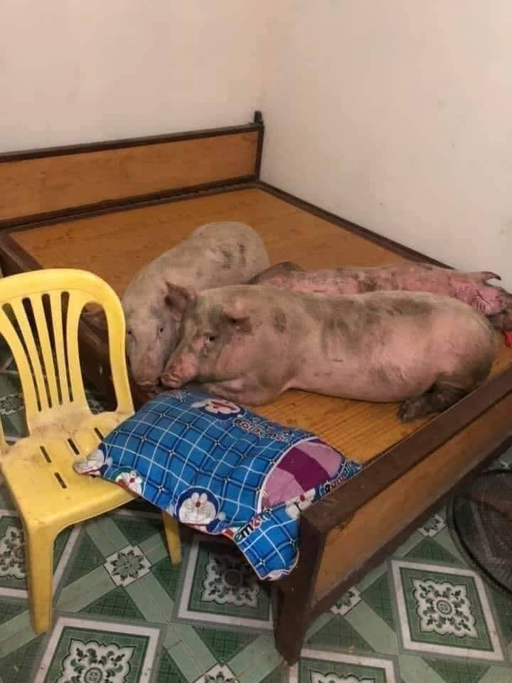 80272615_982145358820078_2462490306268889088_n 9