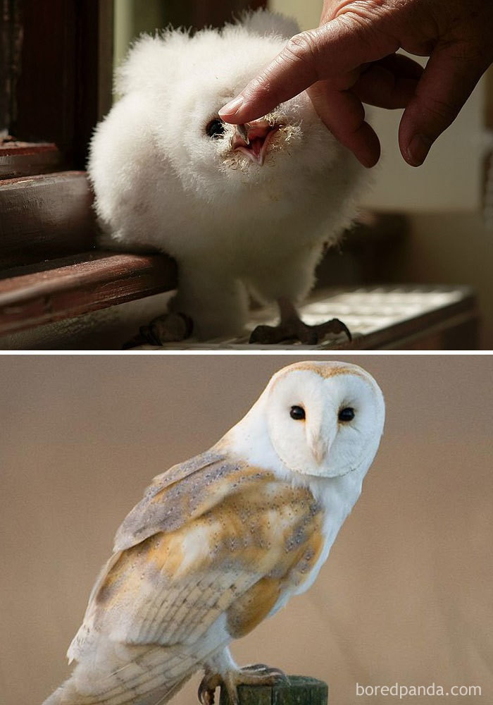 Cú lợn lưng xám lúc nhỏ xù xì xấu xí, lớn lên lại xinh đẹp mượt mà.