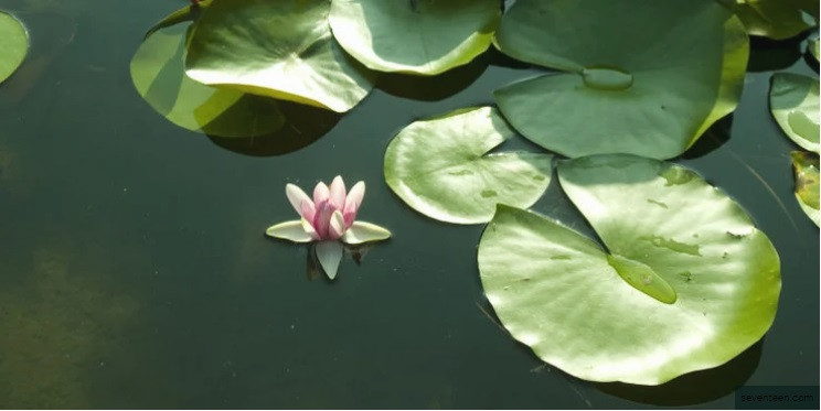lily pad