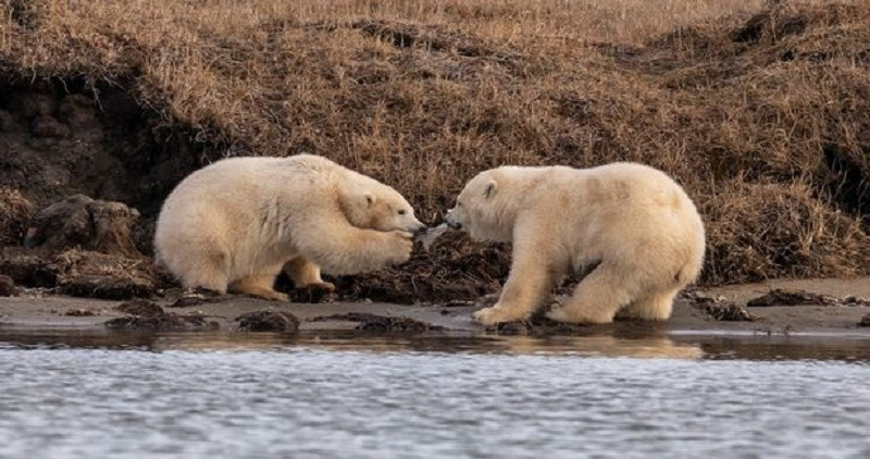 0_PAY-h_MDRUM_POLAR_BEAR_PLASTIC_CRISIS-10 3