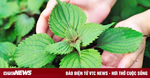 Loại lá hồi sinh được người Nhật săn đón nhưng rất rẻ ở Việt Nam