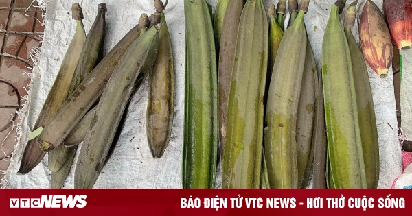 Món ăn lạ miệng từ quả núc nác Tây Bắc Món ăn lạ miệng từ quả núc nác Tây Bắc
