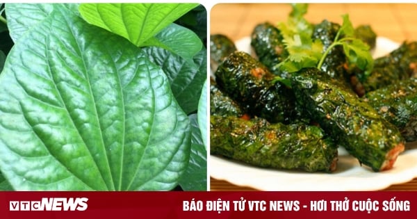 Điều gì sẽ xảy ra nếu bạn thường xuyên ăn lá lốt?