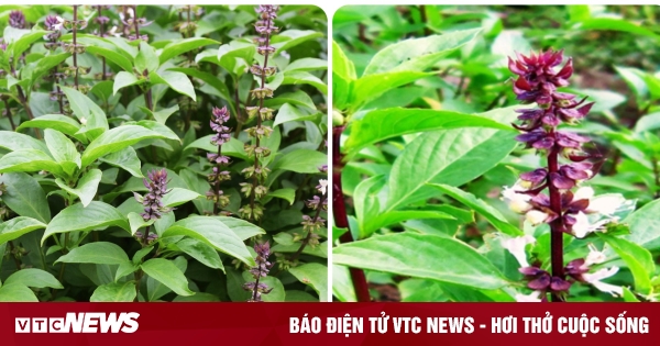 +6 tác dụng tuyệt vời của rau húng quế với sức khoẻ