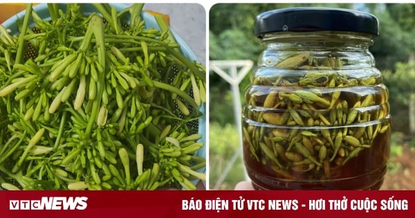 Những tác dụng của hoa đu đủ đực ngâm mật ong