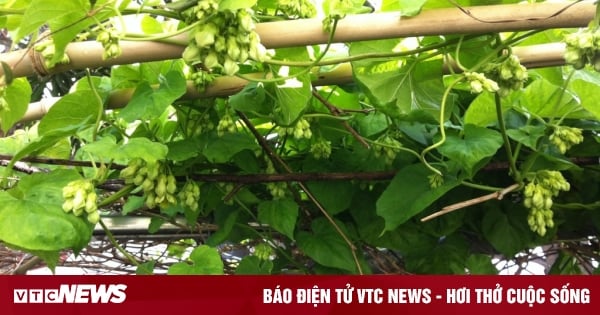 Có nên trồng hoa thiên lý trước nhà?