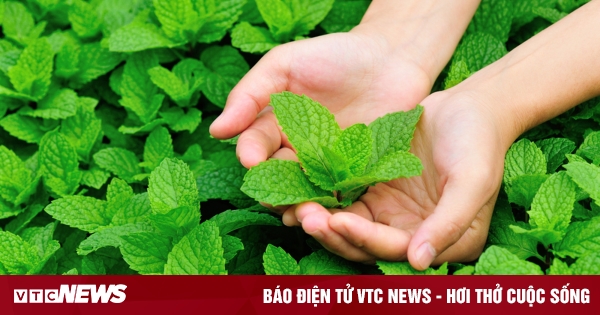 Có nên trồng cây bạc hà ở trong nhà?