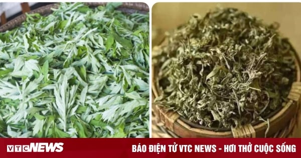 Loại rau mọc dại ở Việt Nam lại được coi là 'thần dược' đối với phụ nữ