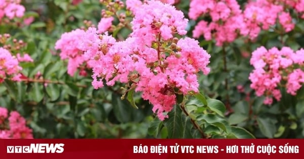 Có nên trồng hoa tường vi trước nhà?