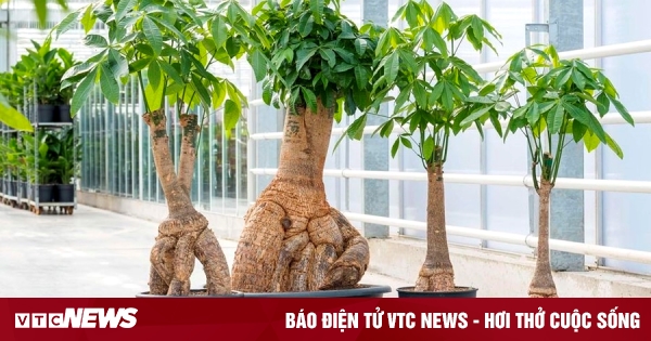 Những loại cây phong thủy nên trồng trong nhà