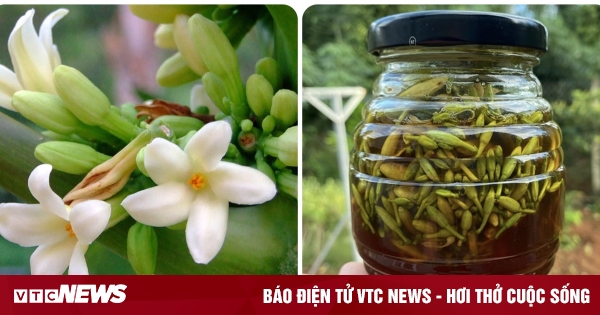 Tác dụng chữa bệnh của hoa đu đủ đực ít người biết