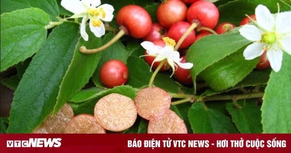 Cây trứng cá và tác dụng chữa bệnh thần kỳ không phải ai cũng biết