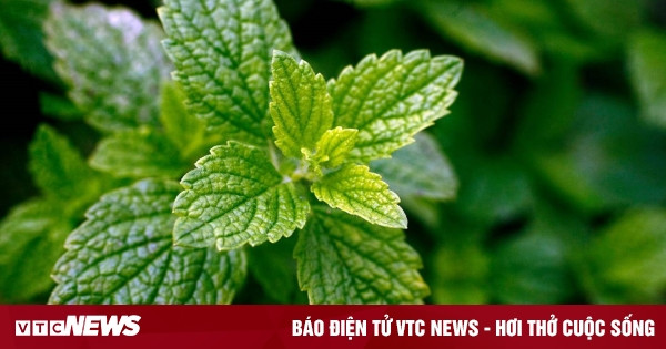 Cây Tía tô đất là gì?