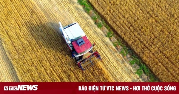 Trung Quốc toàn lực thu hoạch lúa mì trước lo ngại an ninh lương thực