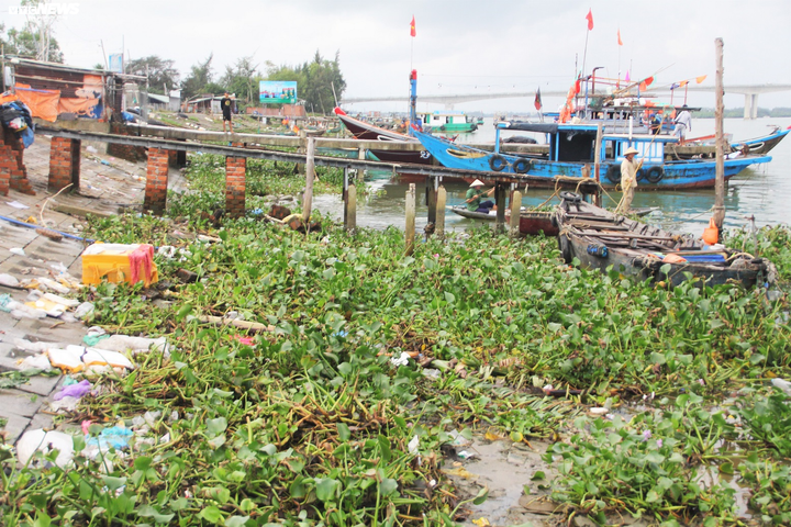 Rác ngập ngụa kéo dài cả cây số ở hạ nguồn Thu Bồn - 6