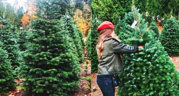 Đại gia Việt 'bạo tay' chi hàng chục triệu mua cây thông 'khủng' đón Noel - 5