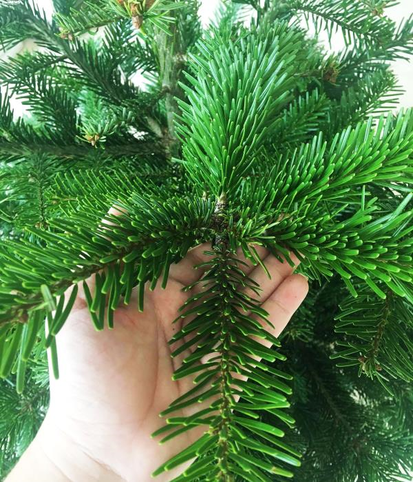 Đại gia Việt 'bạo tay' chi hàng chục triệu mua cây thông 'khủng' đón Noel - 6