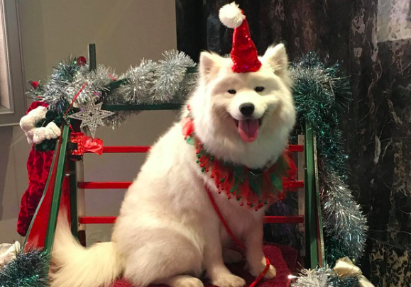 Mang cún cưng đi chơi cùng người yêu đêm Noel, tôi bị bạn trai bỏ ngay hôm sau - 1