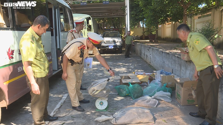 Hơn 20 con chồn hoang dã bị 'nhồi' trên xe khách - 1