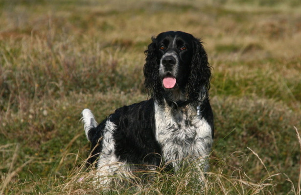 Cún cưng trở về với chủ ngay trước lễ Giáng sinh sau 6 năm thất lạc - 1